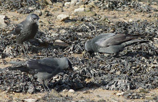 Corvus monedula