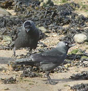 Corvus monedula