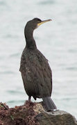 cormoran