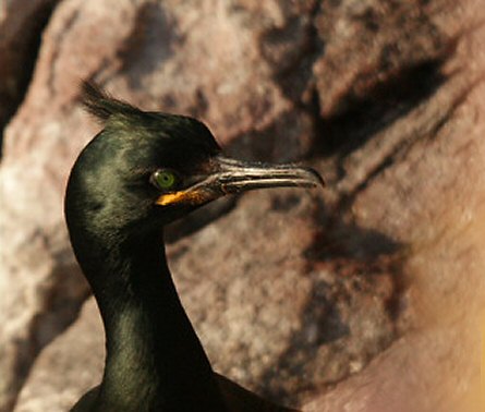 Phalacrocorax aristotelis