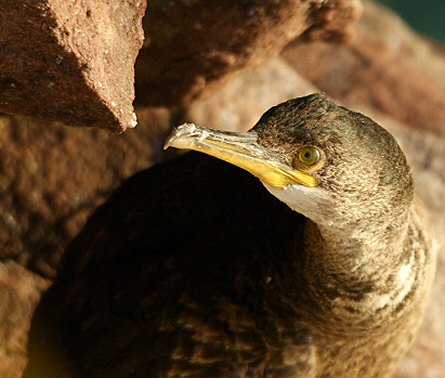 Phalacrocorax aristotelis