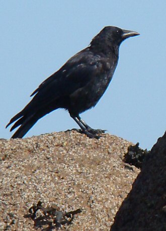 Corvus corone