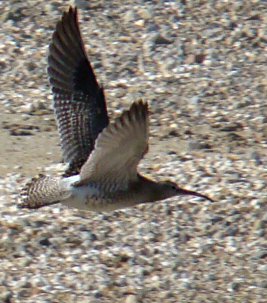 Numenius phaeopus