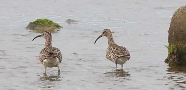 Numenius phaeopus