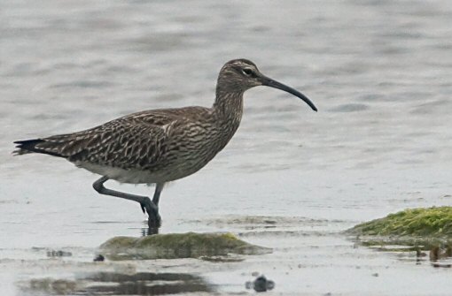 Numenius phaeopus