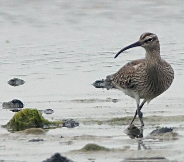 Numenius phaeopus