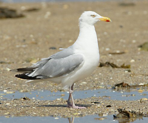 Larus argentatus