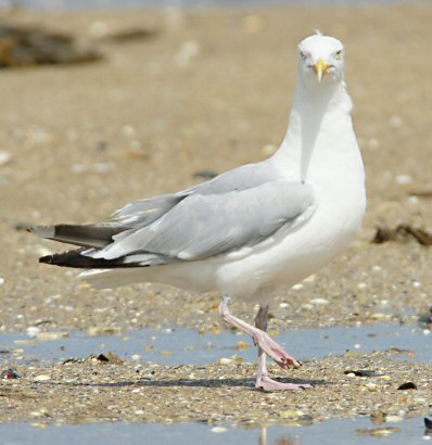 Larus argentatus