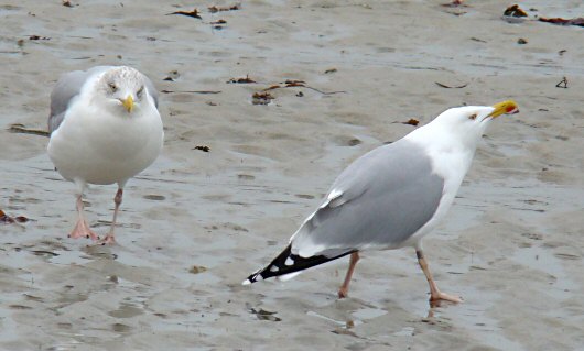 Larus argentatus