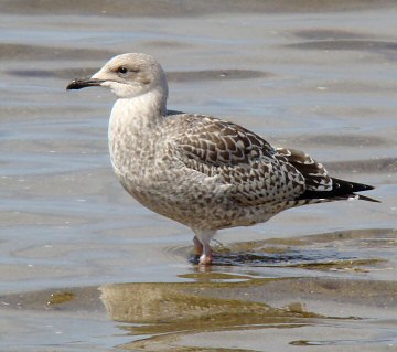 Larus argentatus