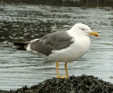 Larus fuscus