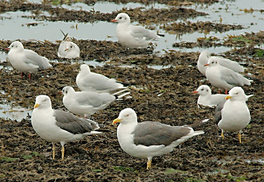 Larus fuscus