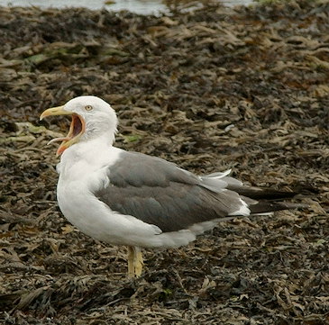 Larus fuscus