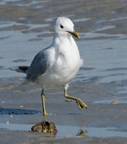 Larus canus