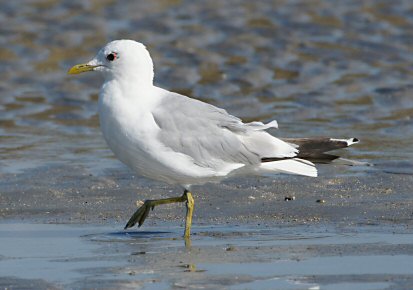 Larus canus