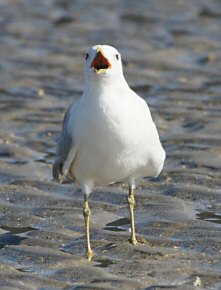 Larus canus