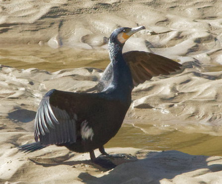 Phalacrocorax carbo