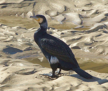 Phalacrocorax carbo