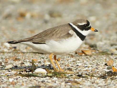 Charadrius hiaticula