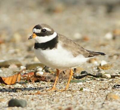 Charadrius hiaticula