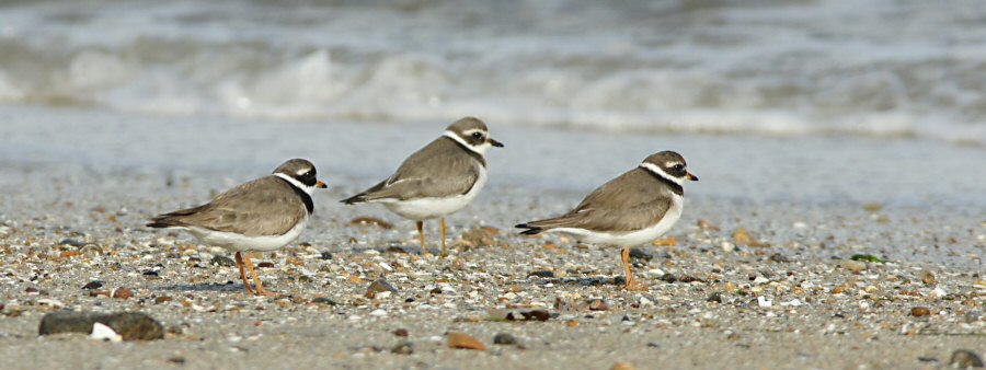 Charadrius hiaticula