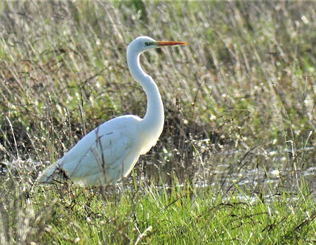 Ardea alba