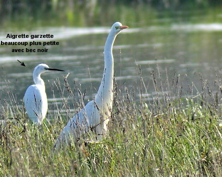 Ardea alba