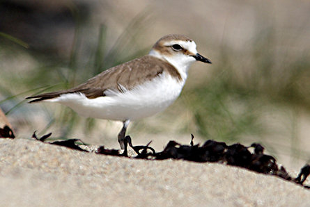 Charadrius alexandrinus