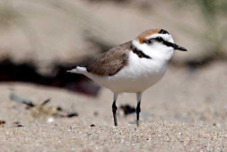 Charadrius alexandrinus