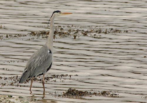 Ardea cinerea