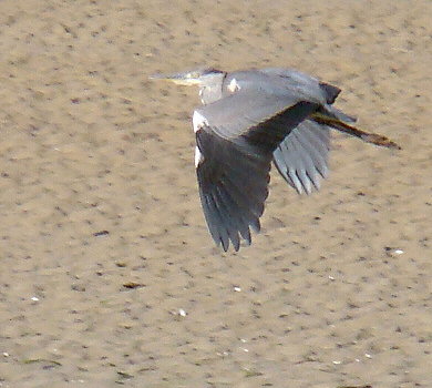 Ardea cinerea