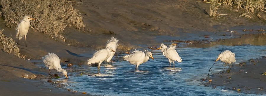 Bubulcus ibis