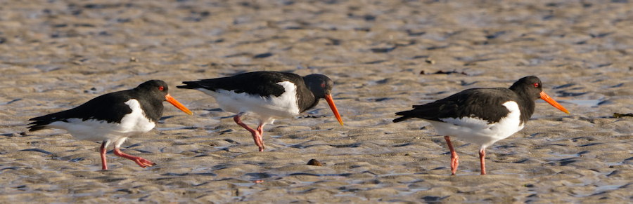 Haematopus ostralegus