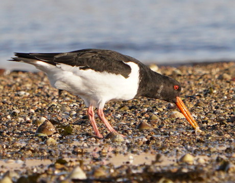 Haematopus ostralegus