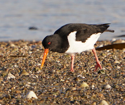 Haematopus ostralegus