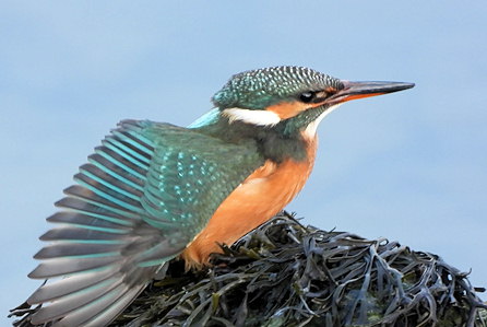 Alcedo atthis