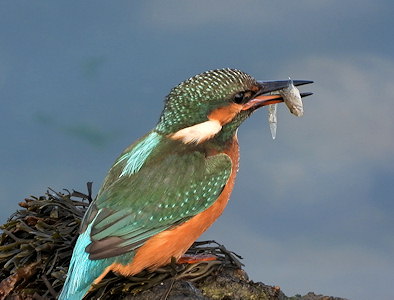 Alcedo atthis