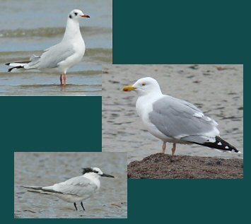 mouette rieuse (haut), goland argent (centre) et sterne caugek (bas)