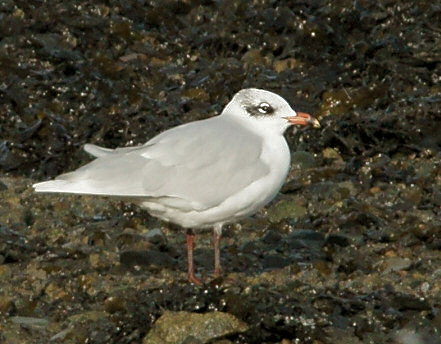 Ichthyaetus melanocephalus