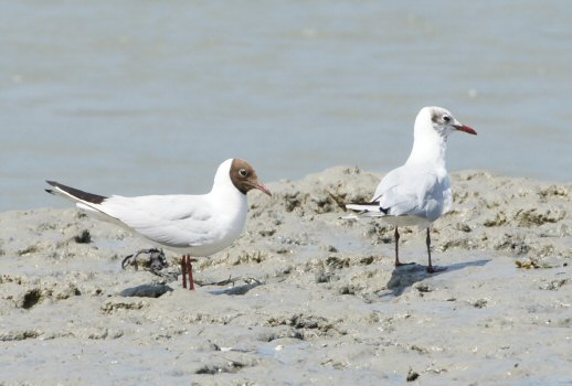 Chroicocephalus ridibundus