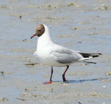 Chroicocephalus ridibundus