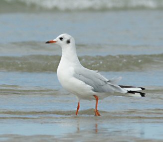 Chroicocephalus ridibundus