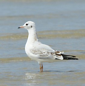 Chroicocephalus ridibundus