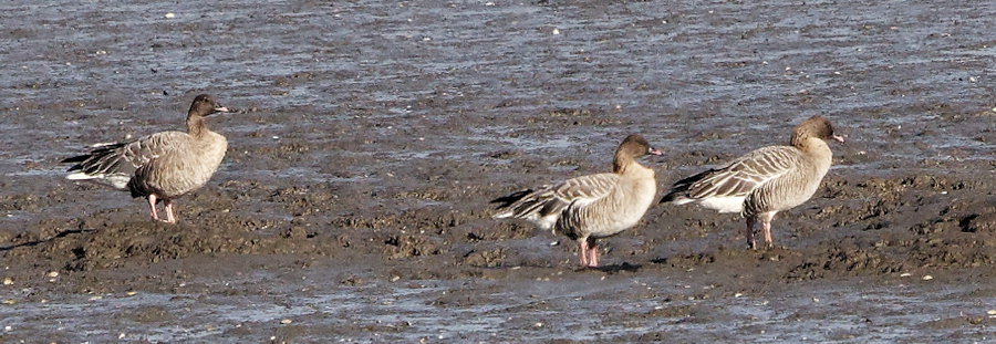 Anser brachyrhynchus