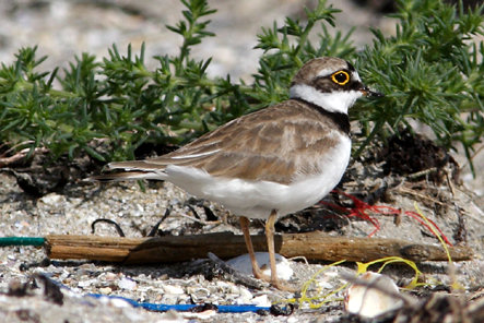 Charadrius dubius