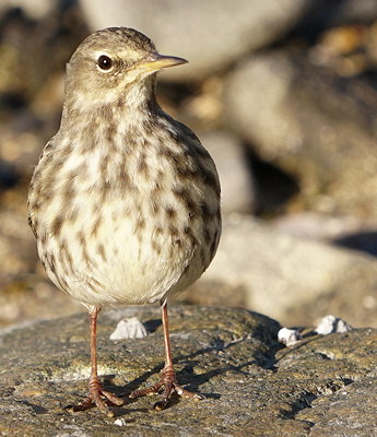 Anthus pratensis