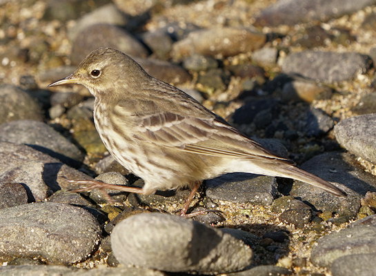 Anthus pratensis