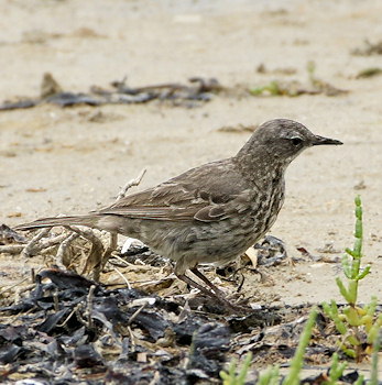 Anthus petrosus