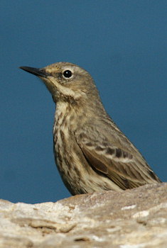 Anthus petrosus