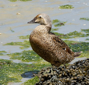 Somateria spectabilis